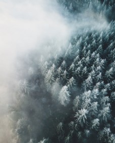 冬天森林图片