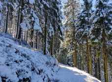 冬天大雪森林树木风景图片