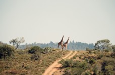 长颈鹿图片