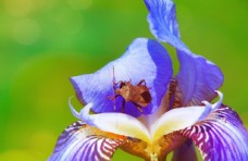蓝紫色的鸢尾花图片