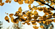 银杏树叶图片