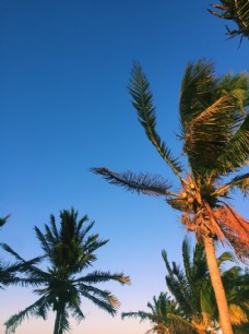 棕榈树图片