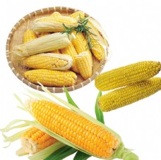 黄色玉米图片