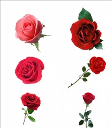 PSD素材玫瑰花图片