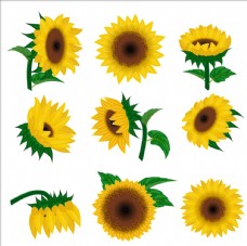 PSD素材矢量葵花素材向日葵花朵图片