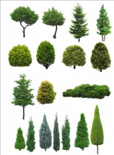 木材树图片