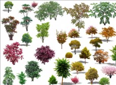 木材绿化树图片