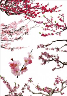 树枝桃花图片